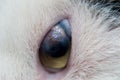 Adult cat with corneal ulcer Royalty Free Stock Photo