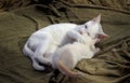 Adult catKhao manee  hugging a little kitten Royalty Free Stock Photo