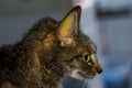 Adult cat with liver failure, jaundice skin and dehydration