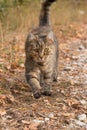 Adult tabby cat in nature