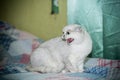 Adult cat pedigree Scottish chinchilla straight ears Royalty Free Stock Photo