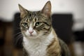 Adult cat sitting innocently at home and looking ahead