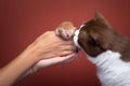 adult cat smelling newborn kitten