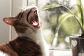 Adult cat yawning in front of the window with green leafy plant Royalty Free Stock Photo