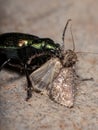 Adult Caterpillar hunter Beetle preying on a moth Royalty Free Stock Photo