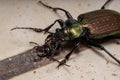 Adult Caterpillar hunter Beetle