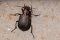 Adult Caterpillar hunter Beetle eating part of a grasshopper abdomen