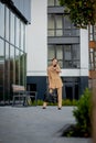 Adult Caucasian Confident Young Business Woman is Talking on Phone Outside near Modern Office Building Royalty Free Stock Photo