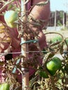 adult farmer model using thread for binding organic tomato plant in the vegetable garden. Royalty Free Stock Photo