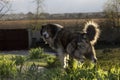 .Adult Caucasian Shepherd dog.Fluffy Caucasian shepherd dog in the yard Royalty Free Stock Photo