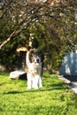 Adult Caucasian Shepherd dog in the yard. Royalty Free Stock Photo