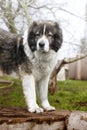 Adult Caucasian Shepherd dog in the yard Royalty Free Stock Photo