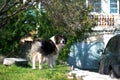 Adult Caucasian Shepherd dog in the yard. Royalty Free Stock Photo