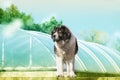 Adult Caucasian Shepherd dog in the yard Royalty Free Stock Photo