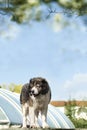 Adult Caucasian Shepherd dog in the yard Royalty Free Stock Photo