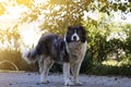 Adult Caucasian Shepherd dog in the yard Royalty Free Stock Photo