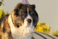 Adult Caucasian Shepherd dog in the yard Royalty Free Stock Photo