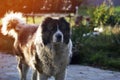 Adult Caucasian Shepherd dog in the yard Royalty Free Stock Photo