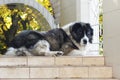 Adult Caucasian Shepherd dog in the yard Royalty Free Stock Photo