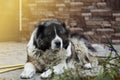 Adult Caucasian Shepherd dog in the yard Royalty Free Stock Photo