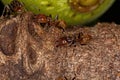 Adult Cecropia Ants Royalty Free Stock Photo