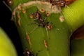 Adult Cecropia Ants Royalty Free Stock Photo