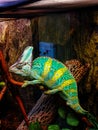 Chameleon in the greenhouse of Kyiv botanical garden