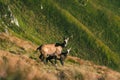 Adult chamois mountain goat protects baby chamois in high altitude Tatra mountains Royalty Free Stock Photo