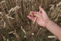 Adult checking rare wheat ears in the field during extreme hot summer