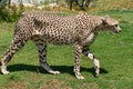 Adult cheetah