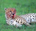 Cheetah after a Kill