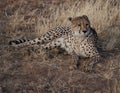 Adult cheetah lies down in dry grass