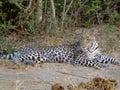 Adult cheetah lying down in the African savanna