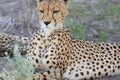 Adult cheetah mother resting kalahari desert