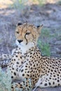 Adult cheetah mother resting kalahari desert