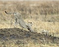 Adult Cheetah with one cub stretching on a mound