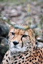 Adult cheetah perched atop a dry, grassy bush stares out into the distance with a fierce expression