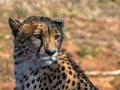 Adult cheetah Royalty Free Stock Photo