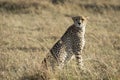 Adult cheetah sitting upright looking alert in Masai Mara Kenya