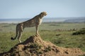 Female cheetah standing on a termite mound watching over Masai Mara in Kenya Royalty Free Stock Photo