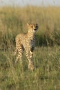 A vertical full body portrait of an adult cheetah with amber eyes walking in tall green grass in Masai Mara Kenya Royalty Free Stock Photo