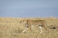 Adult cheetah walking in dry grass in Masai Mara in Kenya