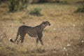 Adult cheetah walking in dry grass in Masai Mara in Kenya Royalty Free Stock Photo