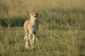 Adult cheetah walking in tall grass in late afternoon light in Masai Mara Kenya Royalty Free Stock Photo