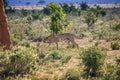 Adult cheetah walking into tall grasses masai mara national reserve