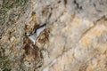 Kittiwake, rissa tridactyla, stretching wings and feathers, perched on cliff nests