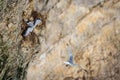 Kittiwake, rissa tridactyla, stretching wings and feathers, perched on cliff nests