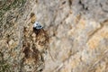 Nest with a view, chick kittiwake, rissa tridactyla, perched on cliffs Royalty Free Stock Photo