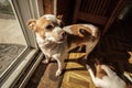 An Adult Chihuahua Wanting To Go Outside Royalty Free Stock Photo