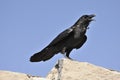 Adult Chihuahuan raven Royalty Free Stock Photo